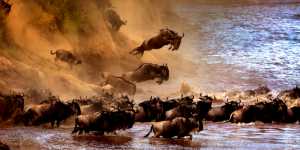 APU Honor Mention E-Certificate - Sergey Agapov (Russian Federation)  The Great Migration Of Wildebeest 2