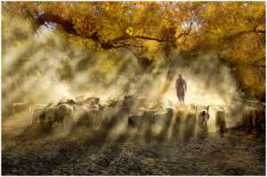 Best 100 Collection - Thomas Lang (USA)  Herding Light