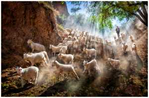 Certificate of Merit - Jeanne Chung (Canada)  Goats Sherparding