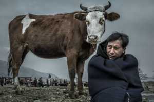 Certificate of Nomination - Xiao Xiao (China)  Man And Cow