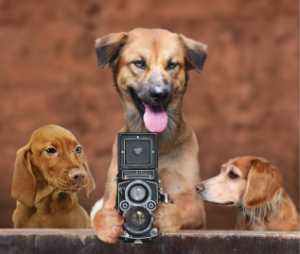 APU Gold Medal - Fendy P.C. Yeoh (Indonesia)  Dog Photographer