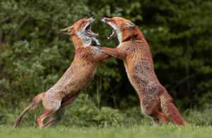 APU Winter Merit Award E-Certificate - Terri Adcock (England)  Fighting Foxes