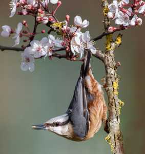 APU Winter Merit Award E-Certificate - Lee Sutton (England)  Nuthatch In Cherry Blossom With Nut