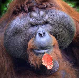 APU Winter Honor Mention E-Certificate - Andrew Bong (Malaysia)  Orangutan