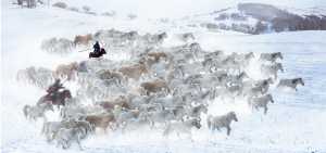 PSA Gold Medal - Jiashun Feng (China)  Herd Horse In Snowland 3