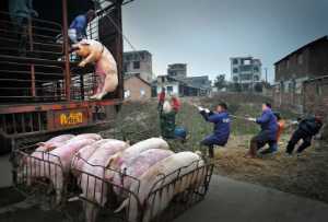 PSM Silver Medal - Jingsheng Nie (China)  Hanging Pig