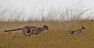 APU Gold Medal - Wolfgang Kaeding (Germany)  Cheetah Hunting Gazelle