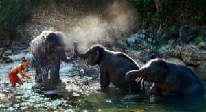 MPSA Gold Medal - Tan Song Chuan (Malaysia)  Elephant Bath