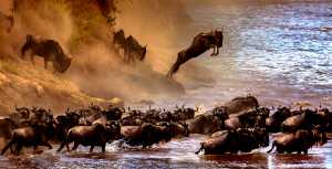 APU Honor Mention E-Certificate - Sergey Agapov (Russian Federation)  A Large Migration Of Wildebeest 2