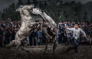 Best 100 Collection - Aihua Cao (China)  Horse Fight