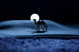 Consolation Prize - Nenad Martic (Croatia)  Camel In The Moonlight