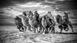 APU Winter Merit Award E-Certificate - Hugo Chan (USA)  Camels Running